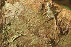 Draco