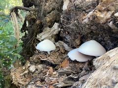 Volvariella bombycina