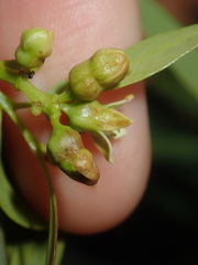 Santalum lanceolatum