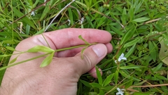 Sabatia calycina