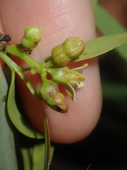 Santalum lanceolatum