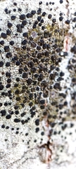 Lecidella elaeochroma