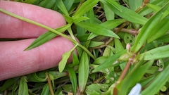 Sabatia calycina