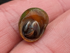 Pagurus bernhardus