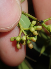 Santalum lanceolatum