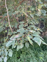 Morus mongolica