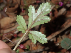 Erodium cygnorum