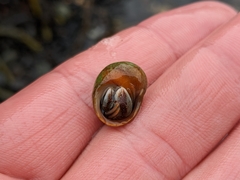 Pagurus bernhardus