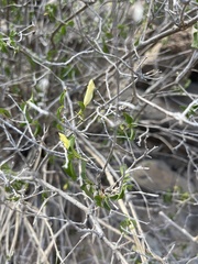 Ruellia californica peninsularis