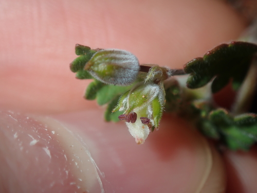 Image of Erodium cygnorum by (c) Thomas Mesaglio, some rights reserved (CC BY)