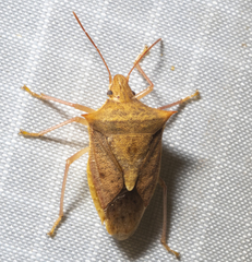 Euschistus ictericus