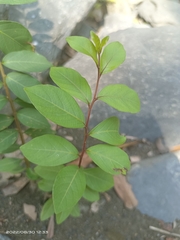 Lagerstroemia subcostata