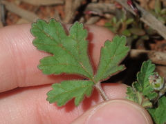 Erodium cygnorum