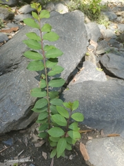 Lagerstroemia subcostata