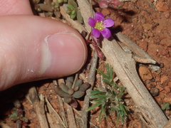 Calandrinia