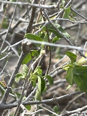 Ruellia californica peninsularis