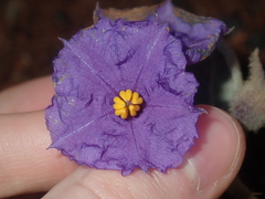 Solanum lasiophyllum