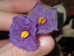 Solanum lasiophyllum