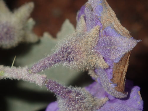 Image of Flannel Bush (Solanum lasiophyllum) by (c) Thomas Mesaglio, some rights reserved (CC BY)
