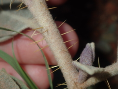 Solanum lasiophyllum