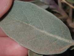 Solanum lasiophyllum