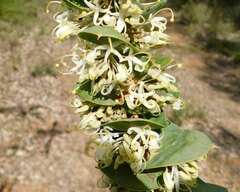 Hakea prostrata