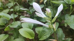 Hosta plantaginea