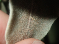 Solanum lasiophyllum