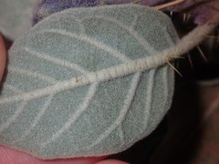 Solanum lasiophyllum