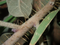 Solanum lasiophyllum