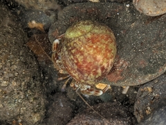 Pagurus bernhardus
