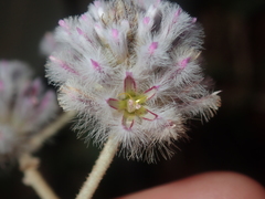 Ptilotus obovatus