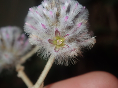 Ptilotus obovatus