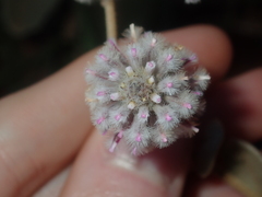 Ptilotus obovatus