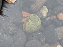 Pagurus bernhardus