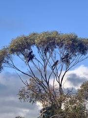 Zanda funerea whiteae