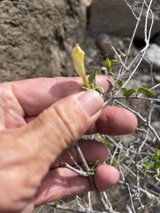Ruellia californica peninsularis