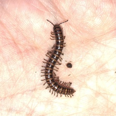 Diplopoda