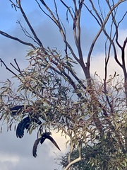 Zanda funerea whiteae