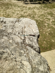 Anatololacerta pelasgiana