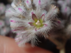 Ptilotus obovatus