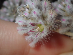 Ptilotus obovatus