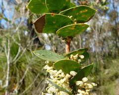 Hakea prostrata