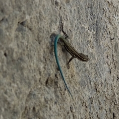 Anatololacerta pelasgiana