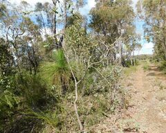 Hakea prostrata