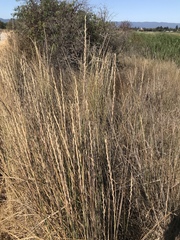 Thinopyrum intermedium intermedium