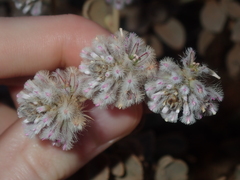 Ptilotus obovatus