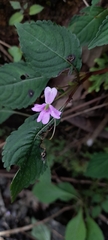 Impatiens