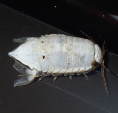 Isocladus armatus