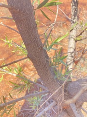 Santalum lanceolatum